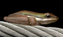 Litoria bicolor