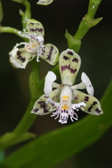 Epidendrum wercklei image