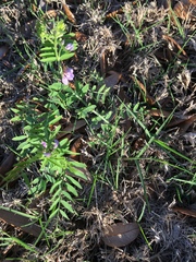 Vicia ludoviciana