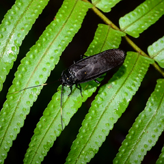 Catara rugosicollis