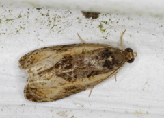 Olethreutes nigranum