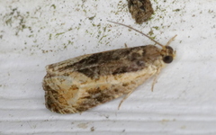 Olethreutes nigranum