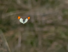 Anthocharis julia stella
