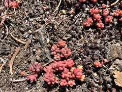 Sedum rupicola