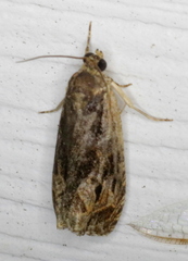 Olethreutes nigranum