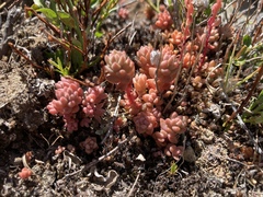 Sedum rupicola