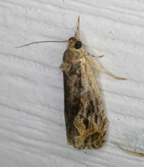 Olethreutes nigranum