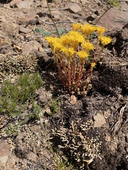 Sedum rupicola