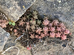 Sedum rupicola