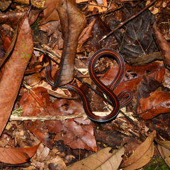 Calliophis intestinalis