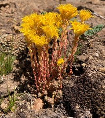 Sedum rupicola