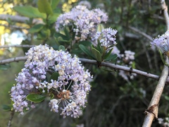 Ceanothus cuneatus ramulosus
