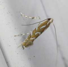 Parectopa pennsylvaniella