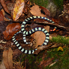 Calliophis intestinalis
