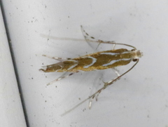 Parectopa pennsylvaniella