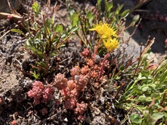 Sedum rupicola