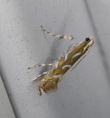 Parectopa pennsylvaniella