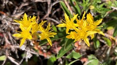 Sedum rupicola