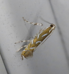 Parectopa pennsylvaniella