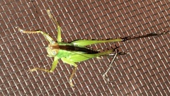 Orchelimum pulchellum