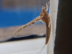 Callibaetis ferrugineus ferrugineus