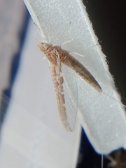 Callibaetis ferrugineus ferrugineus