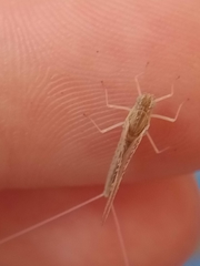 Callibaetis ferrugineus ferrugineus