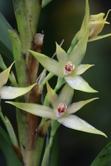 Maxillaria umbratilis image