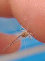 Callibaetis ferrugineus ferrugineus