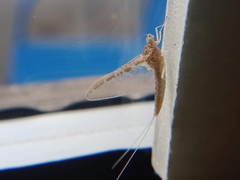 Callibaetis ferrugineus ferrugineus