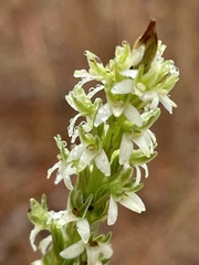 Platanthera yadonii