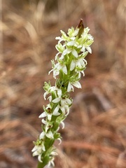 Platanthera yadonii