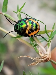 Chrysocoris