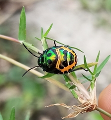 Chrysocoris