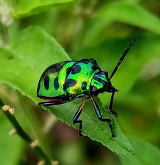 Chrysocoris