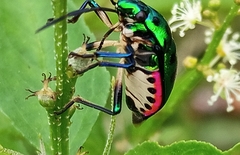 Chrysocoris