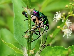 Chrysocoris