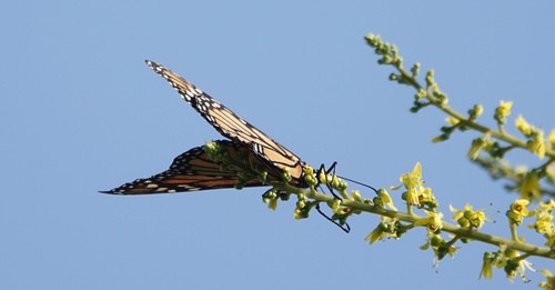 photo of Monarch (Danaus plexippus)