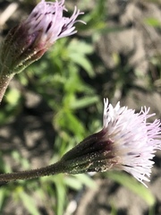 Palafoxia lindenii