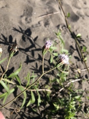Palafoxia lindenii