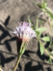 Palafoxia lindenii