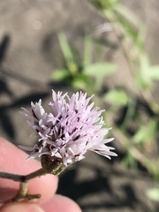 Palafoxia lindenii