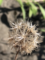 Palafoxia lindenii