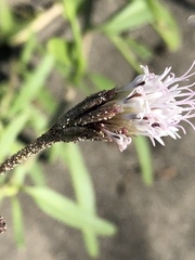 Palafoxia lindenii