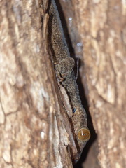 Blaesodactylus boivini
