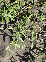 Palafoxia lindenii