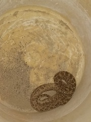 Crotalus polystictus