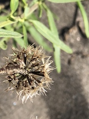 Palafoxia lindenii