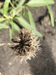 Palafoxia lindenii