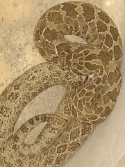 Crotalus polystictus